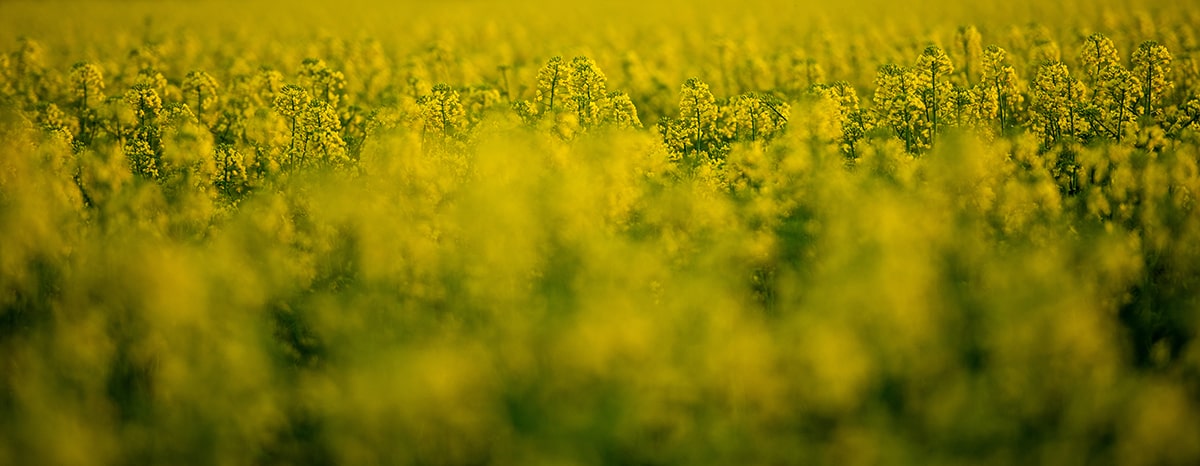 The Chemistry of Control: How Industrial Oils Rewired the Human Diet